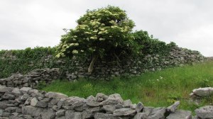 Inis_Oirr_Elderberry_Tree-web