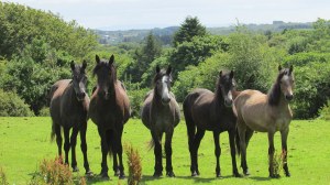 Moycullen_Horsies-1-web